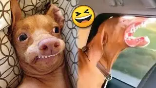 Funny DOGS and Puppies & Puppy Videos 🐶 TikTok Compilation 2023 | JoysPets