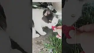 😍[Edit] #тренды #cats #cutecats #funnycatsvideos #врекомендации #edits