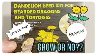 Trying out Dandelion seed kit for Bearded Dragons & Tortoises, will it grow?!  Review Time!