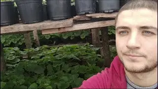 СРОЧНО КУПАЮ ЦВЕТЫ! ЗАЧЕМ? И ПОДРОБНО О ПОЛИВЕ ЦИНЕРАРИИ