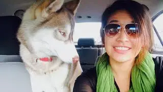 The Most Over DRAMATIC DOGS Ever! 🤣 🐶 NEW Funny Dog Videos