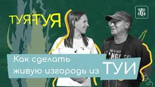 Как сделать живую изгородь из туи? 5 видов посадки