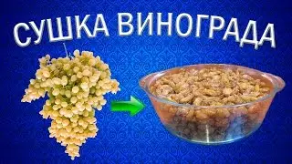 Как приготовить изюм из винограда кишмиш? | Сушилка для овощей и фруктов Ezidri