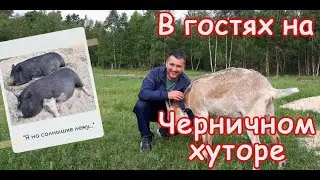 ЧЕРНИЧНЫЙ ХУТОР вот мы к вам и добрались) Супер челлендж на удой)