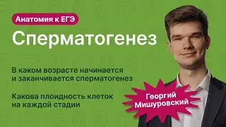 6.105. Сперматогенез | Анатомия к ЕГЭ | Георгий Мишуровский