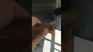 Rescuing a trapped bird #animal #rescue