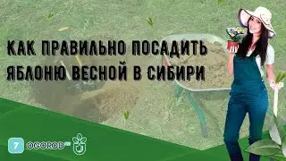 Как правильно посадить яблоню весной в Сибири