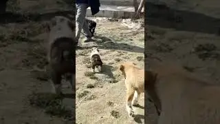 ZOTDOR ITLAR