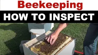 Beekeeping Honey Bee Hive Inspection: Tips for Keepers