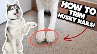 Trimming A Siberian Huskys Nails - The Effective, Stress-Free Method!