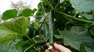 September 2024 Raised Bed Garden Tour