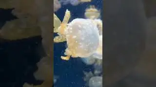 Alien Like Creature JellyFish seen👽