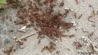 The battle of red and black ants.