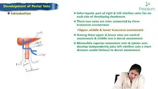 Portal Vein Development : Embryology Lecture