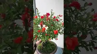 Bonsai #shots #bonsaitree #bonsai