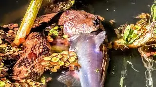 Houseboat Adventures! Swamp Rides and Wildlife! Snake vs. Catfish!