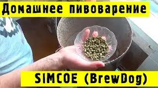 🍺Домашнее пивоварение - Simcoe (BrewDog) #Hiking UA