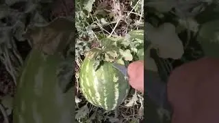 Арбузы сорт Топ Мара. Данные арбузы будут перебиты на семена.