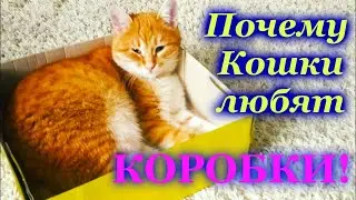 Почему КОШКИ так любят сидеть в КОРОБКАХ!