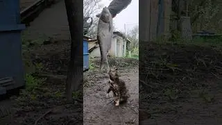 Бонус для бойової кішки)