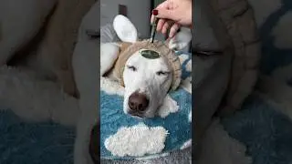 ASMR spa day for Yuki. Did u see him smile? 