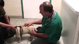 Pug With Back Problem