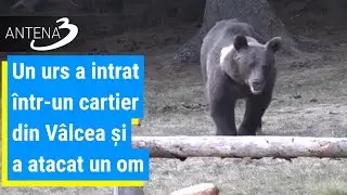 Un urs a intrat într-un cartier din Vâlcea și a atacat un om