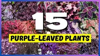 💜 Best Purple-Leaved Plants: 15 Gorgeous Picks for Your Garden! 🌸🏡