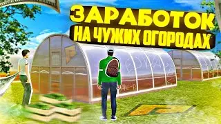 КАК ЗАРАБОТАТЬ ДЕНЬГИ НА ЧУЖИХ ОГОРОДАХ?! ТОПОВЫЙ ЗАРАБОТОК ДЛЯ НОВИЧКОВ! RADMIR RP|HASSLE ONLINE