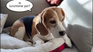 Cute beagle is ready for lunch