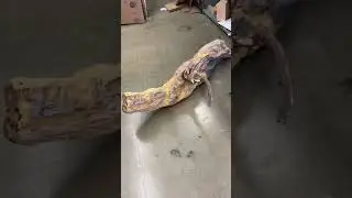 WOODEN CROCODILE 