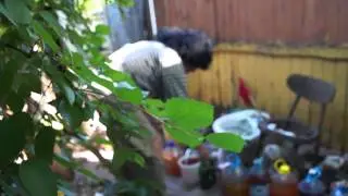 Аркадий Давидович и удобрения (ДИЧЬ)