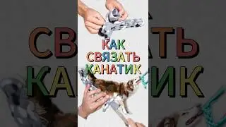 Лучшая игрушка для собак!) Какой вариант видео вам больше нравится, длинный или короткий здесь?)