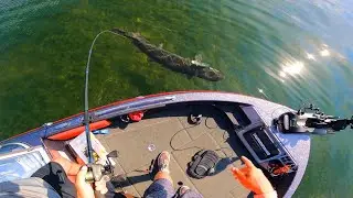 Sight Fishing ULTRA CLEAR WATER for GIANT MUSKIES!