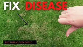 Brown Spots in the Lawn? How to Fix Red Thread Disease