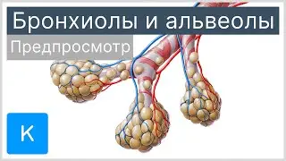 Бронхиолы и альвеолы (предпросмотр) - Анатомия человека | Kenhub