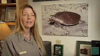 Saving the Kemps Ridley Sea Turtle