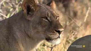 WHEN LION ATTACK - Lion Documentary - ZIMBABWE - HD