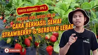 KIAT SUKSES SEMAI STRAWBERRY DARI BIJI, BERANI COBA ?