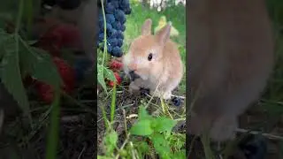 The bunny eating grapes is so cute. Cute pet debut plan. Rabbit. Pastoral cute pet.