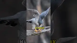 Самая Быстрая Птица на Планете 