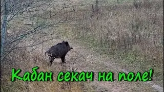 Кабан Секач на поле