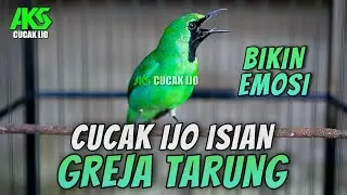 PANCINGAN AMPUH CUCAK IJO GACOR AUTO ON MATERI ROLL TEMBAK GREJA TARUNG COCOK BUAT DONGKRAK EMOSI