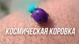 Божья коровка стартует с руки/Космическая коровка