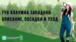 Туя Колумна западная: описание, посадка и уход