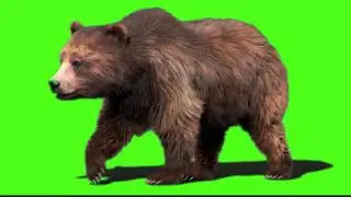 #bear