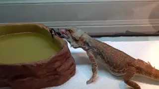 Bearded Dragon Eating