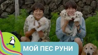 👨‍👨‍👧‍👧 ЛУЧШИЙ ДРУГ ИЩЕТ НОВУЮ СЕМЬЮ! Мой пес Руни.Семейные каникулы. Фильм в HD.