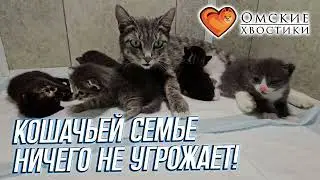 Кошачьей семье ничего не угрожает! | Лола и ее котята