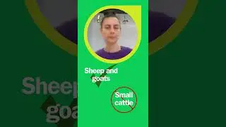 Small ruminants